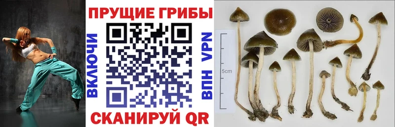 даркнет сайт  Нязепетровск  Галлюциногенные грибы MAGIC MUSHROOMS 